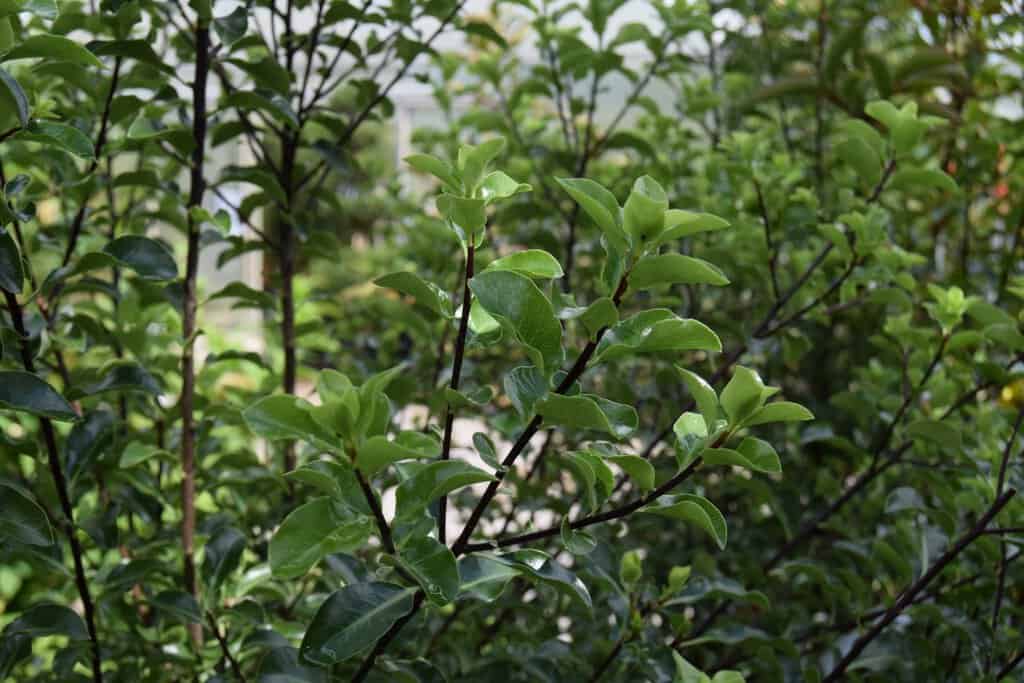 Pittosporum 'Arundel Green' 150-175 cm